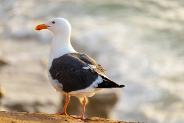 Gull at the cliff