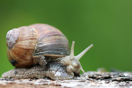 Snail on a green background
