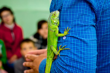 Man shows children  green lizard. Lizard on  man's hand_