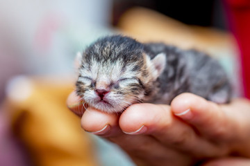 Woman holds on her hand a little defenseless kitty. Manifestation of love for animals. Reliable...