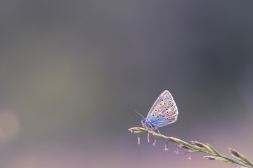 Papillon bleu azuré