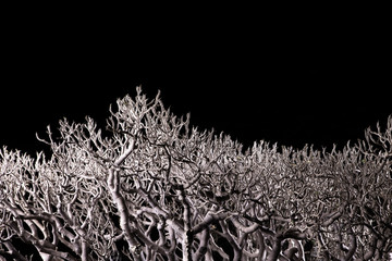 bonsai tree branches at night, isolated on black