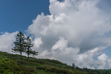 two lone pine trees on the horizon under a wild and expressive cloudy sky