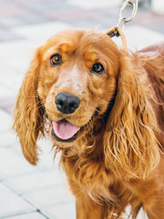 Brown sabaka cocker spaniel on leash while walking through  streets of  city. Dog looks handsomely at people_
