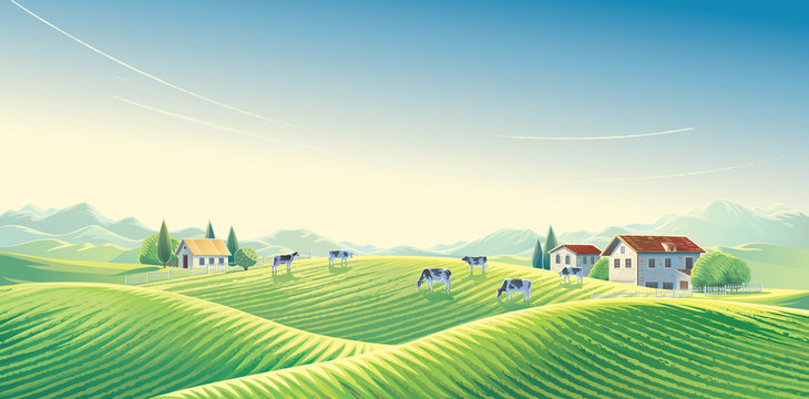 Fototapeta Herd of cows  in summer rural landscape at dawn among fields and pastures. Vector illustration.