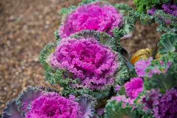 close up on Kale. Pink  vegetable leaves, healthy eating, vegetarian food.