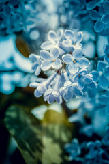 many little blue flowers lilac blue background with four petals pointed