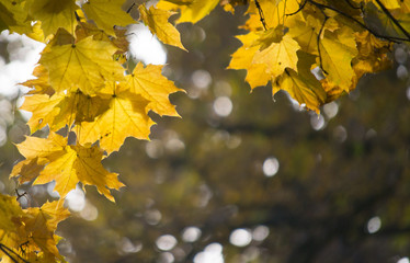 Yellow maple leaves on a dark blurred background