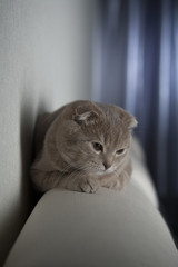 Cute Scottish Fold cat lying on the sofa