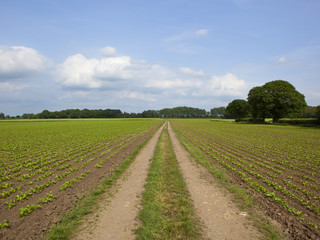 Fototapeta na wymiar farm track and sugar beet