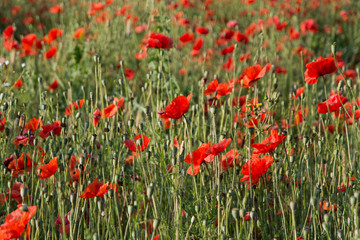 Fototapeta premium view of blooming poppies on meadow