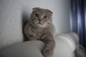 Cute Scottish Fold cat lying on the sofa