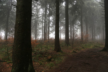 Fototapeta premium wald im nebel im herbst