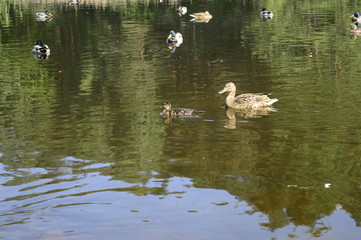 Mallard duck mother with young ducklings on lake