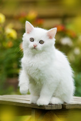 Naklejka na ściany i meble Weißes Britisch Langhaar Kätzchen auf einem Hocker im Garten