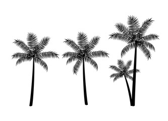 Tropical palm trees, black silhouettes isolated on white background. Vector