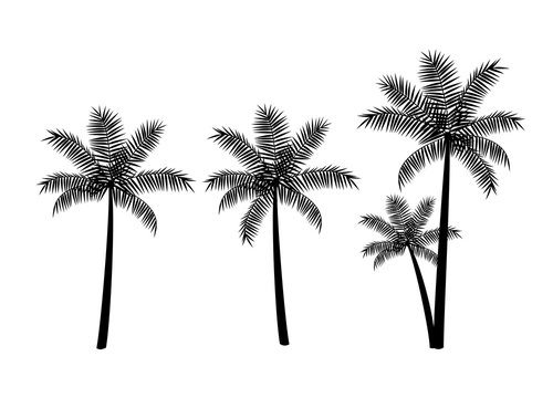 Tropical palm trees, black silhouettes isolated on white background. Vector
