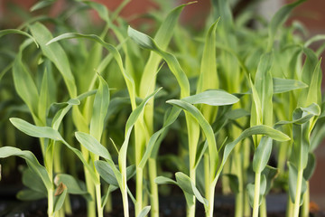 Image of a fresh green shoot of corn.