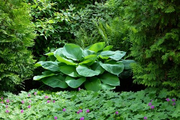 Majestic hosta with blue leaves 