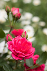 Beautiful pink rose blooms on a blurred natural background of white daisies. Concept: be different!
