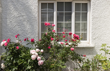 Fototapeta na wymiar Beautiful pink rose and peony blossom under a window of cottage on a white wall background in a sunny day. English garden style.
