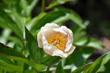 White and Yellow Flower
