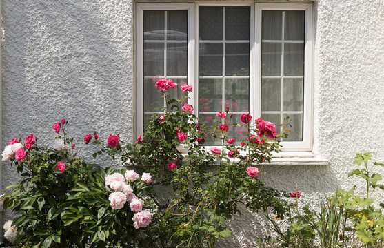 Beautiful pink rose and peony blossom under a window of cottage on a white wall background in a sunny day. English garden style.