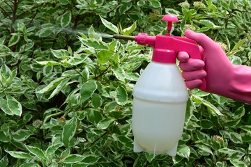 Spraying plants from pests and diseases in the garden from a spray.