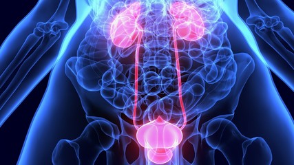 3D Illustration of Human Body Organs Anatomy (Kidneys)

