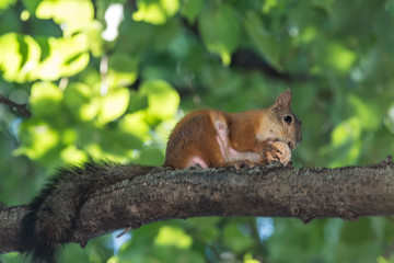 Red squirrel gnaws a nut on a tree branch