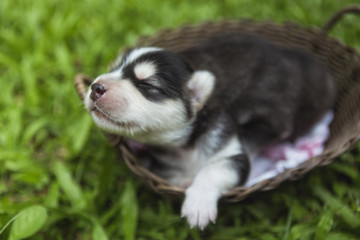 A puppy sleeping in a basket in garden