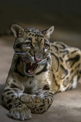 Fototapeta premium Portrait - Cloud Leopard yawning . Wild animal in zoo. Big spotted cat . Close up.