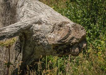 Fototapeta na wymiar Tree Stump Bull