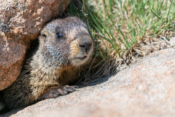 Naklejka na ściany i meble Marmot looking at camera from under a rock
