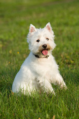 West Highland White Terrier sitzt in einer WIese