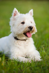 West Highland White Terrier liegt in einer Wiese