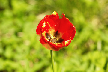 Fototapeta premium Tulip blooming in May