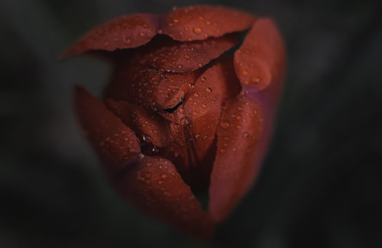 A red tulip after a rainy day