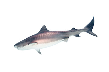 Naklejka premium Tiger Shark Isolated on White Background