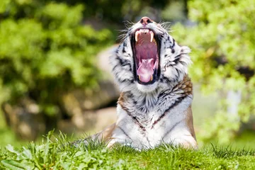 Cercles muraux Tigre Le bâillement du tigre de Sibérie au soleil de l& 39 après-midi