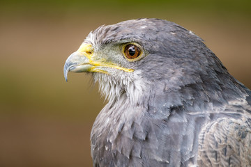 Portrait of a Black Chested Buzzard Eagle looking left