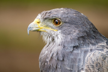 Fototapeta premium Portrait of a Black Chested Buzzard Eagle looking left