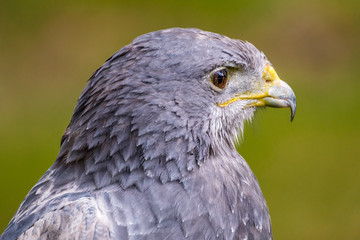 Portrait of a Black Chested Buzzard Eagle looking right