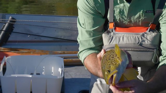 Fly fisherman releases large brown trout caught in Lake Whakamaru in New Zealand
