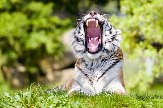 78,118 BEST White Tigers IMAGES, STOCK PHOTOS & VECTORS | Adobe Stock