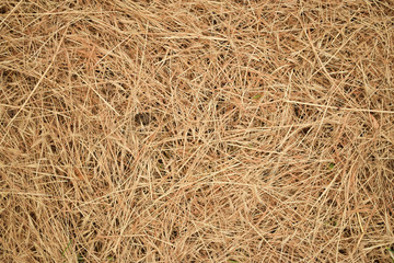 Dry lawn grass as a natural background