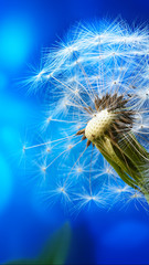 Macro of a dandelion on the blue abstract background. Wallpaper.