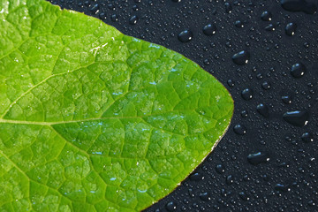leaf burdock close-up medicinal plant water drops black background