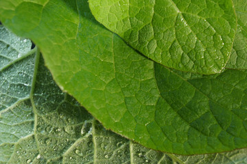 three leaves of burdock close-up of the front and back of medicinal plant water drops
