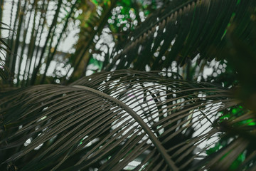Fototapeta premium palm, leaf, green, tropic, botanic,